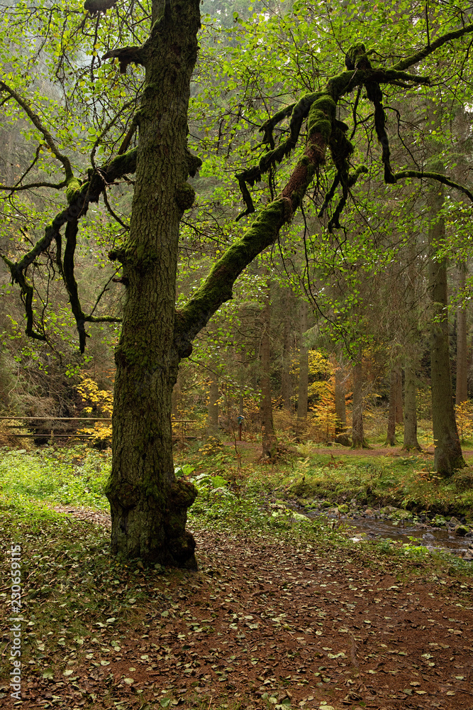 Hiking impression in the Black Forest along the Roetenbach in Autumn, Germany. Magical Autumn Forrest. Colorful Fall Leaves. Romantic Background.