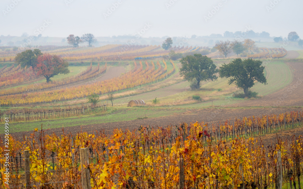 Fototapeta premium Vineyard plantation at autumn