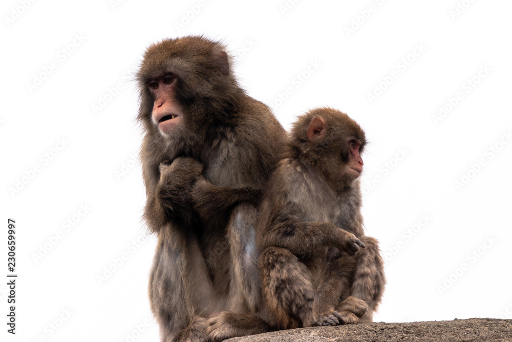 Fototapeta premium Japanese macaques / Ichikawa city chiba, Japan