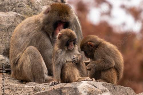 Japanese macaques / Ichikawa city chiba, Japan © 政昭 大橋