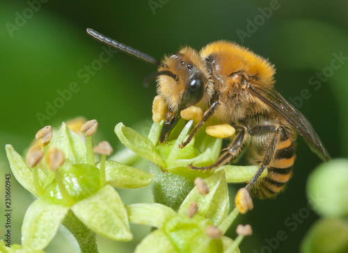 Iv bee (Colletes hederae) on ivy flowers (Hedera helix)