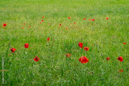 POPPY FLOWER