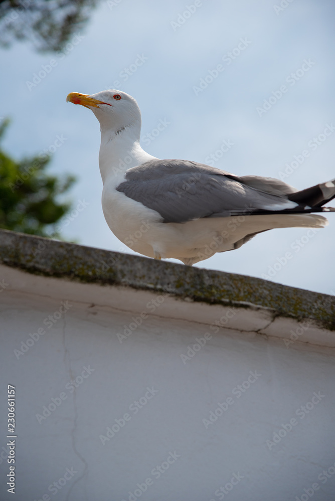 Obraz premium Seagull