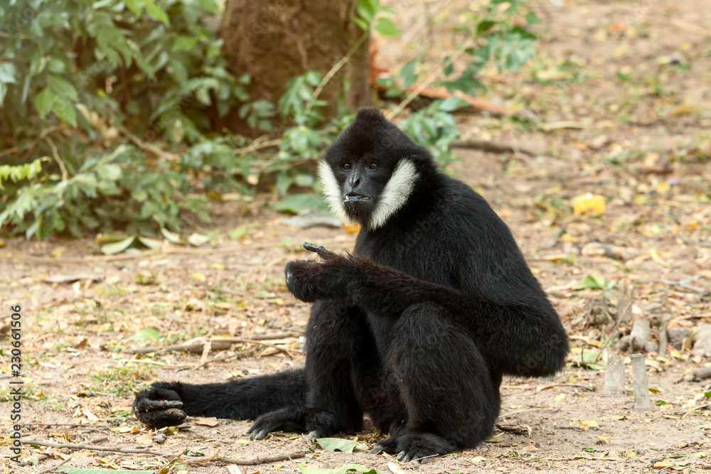 Portrait of black gibbon (white-cheeked gibbon) sitting and finding the food on nature wild background Portrait of black gibbon (white-cheeked gibbon) sitting and finding the food on nature wild background