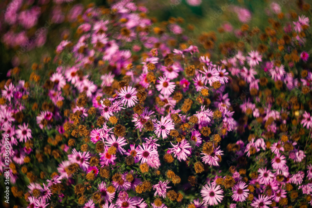Purple chrysanthemums with blurred background and very soft focus. Art idea. Purple chrysanthemums with blurred background and very soft focus. Art idea.