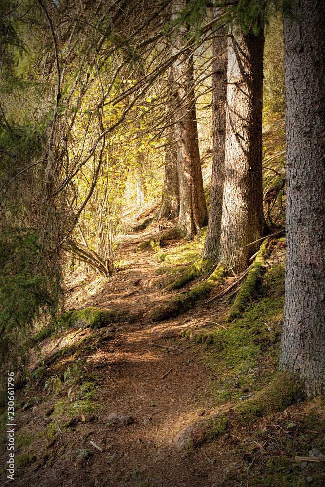 Obraz premium Hiking impression in the Black Forest along the Roetenbach in Autumn, Germany. Magical Autumn Forrest. Colorful Fall Leaves. Romantic Background.
