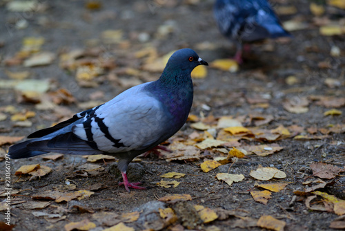 The dove among the autumn leaves