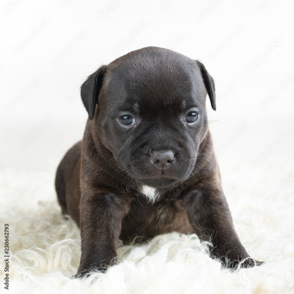 English Staffordshire bull Terrier puppy
English Staffordshire bull Terrier puppy