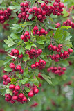 Hawthorn with Red Berries