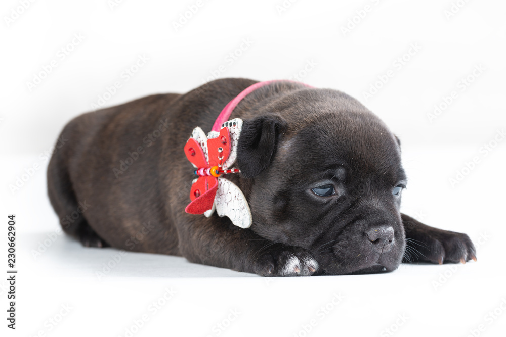 English Staffordshire bull Terrier puppy
English Staffordshire bull Terrier puppy