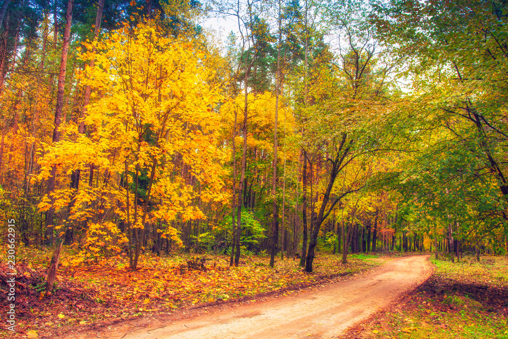 Road in autumn forest. Nature landscape. Fall