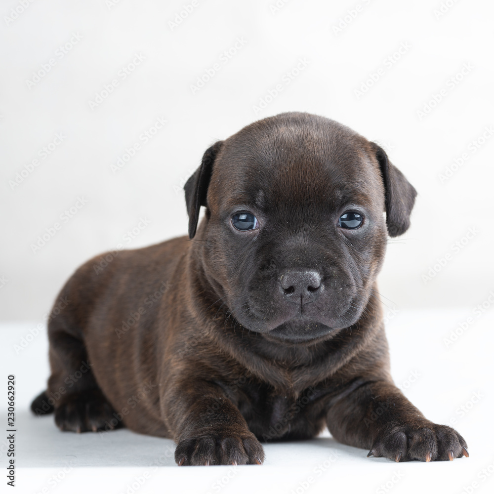 English Staffordshire bull Terrier puppy
