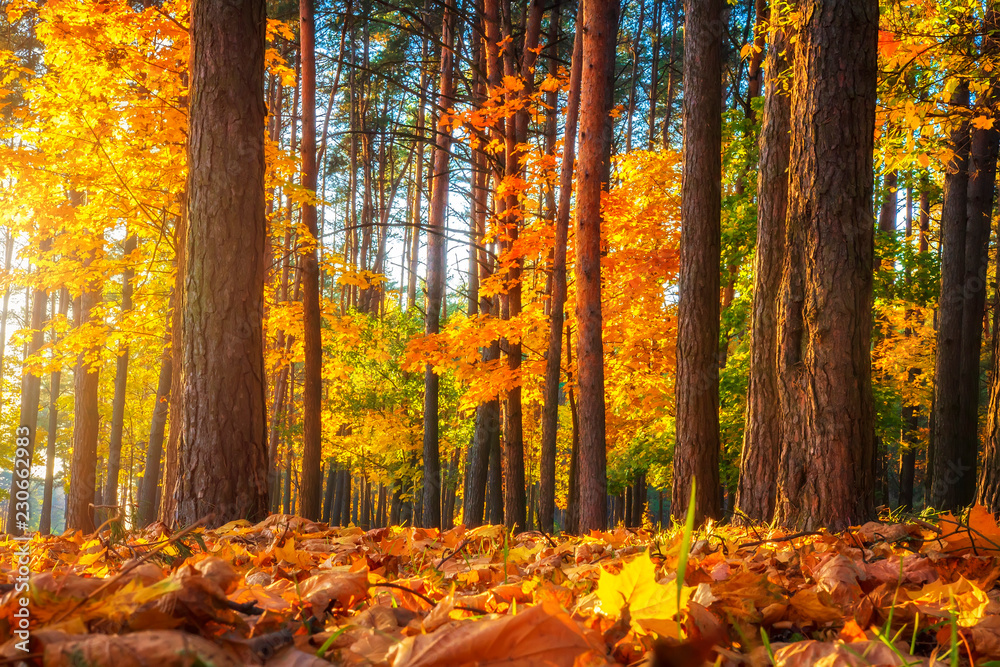 Fall. Autumn nature landscape
