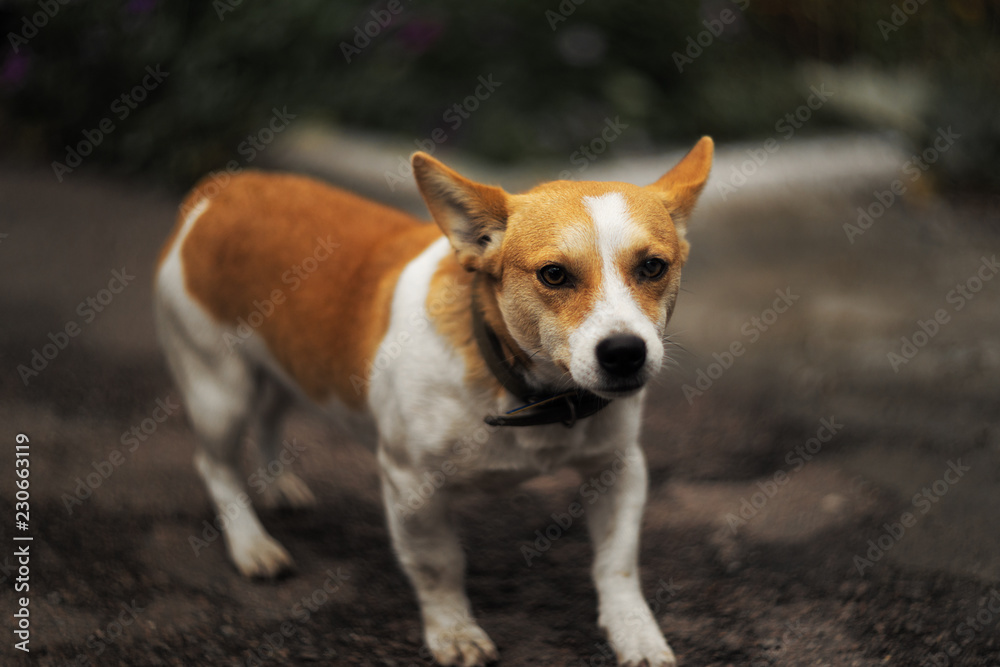 temperamental dog breed Jack Russell Terrier