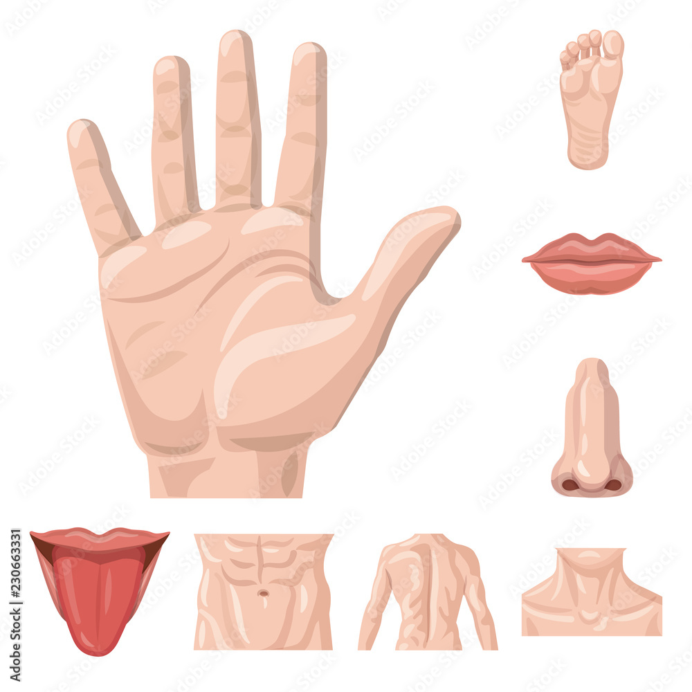 Obraz premium Vector illustration of human and part icon. Collection of human and woman stock vector illustration.