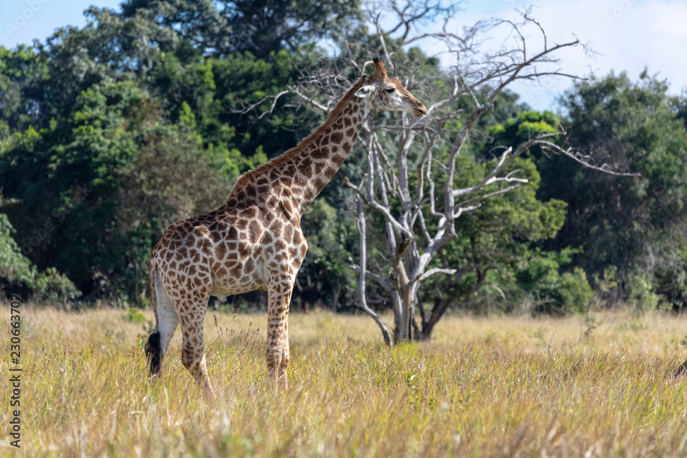 Obraz premium Giraffe