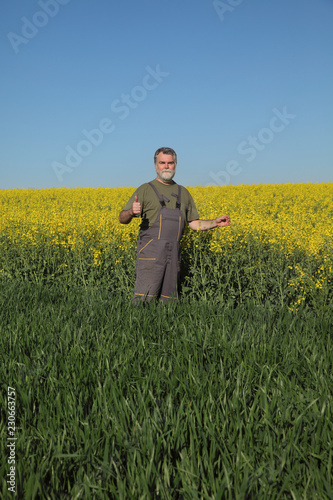 Agronomist or farmer examining blossoming canola and wheat field and gesturing with hand and thumb up, rapeseed plant in early spring © sima