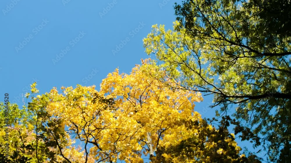 Yellow trees in the autumn forest against the blue sky, camera movement and copy space Yellow trees in the autumn forest against the blue sky, camera movement and copy space