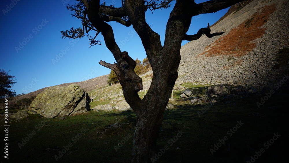 Fototapeta premium tree