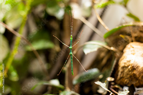 Close-up of a stick insect in greenery. Nahaufnahme einer Stabschrecke auf Grün.