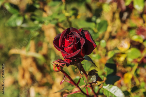 Beautiful rose flower as a festive background for a romantic greeting card. Natural rose as a background. photo