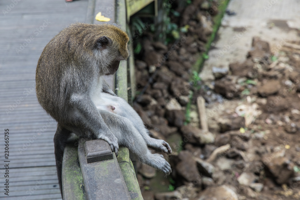A sad monkey looking depressed at the Monkey Forest Temple in Ubud, Bali