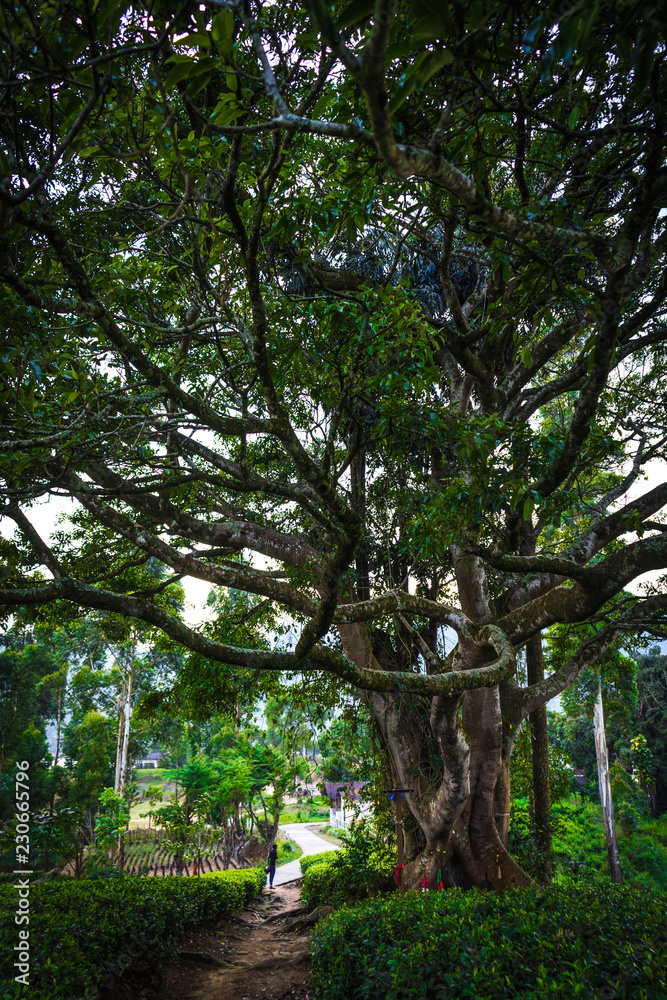 Fototapeta premium old tree branches