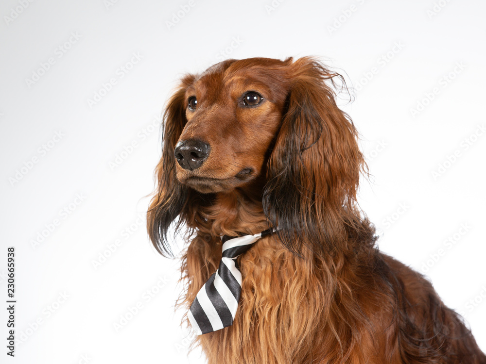 Funny wiener dog. Dachshund wearing a tie. Image taken in a studio. Funny dog concept image.