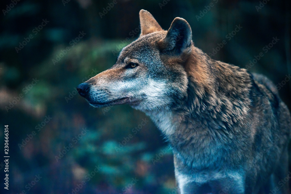 Naklejka premium Wilk zwyczajny w lesie. Widok z boku.