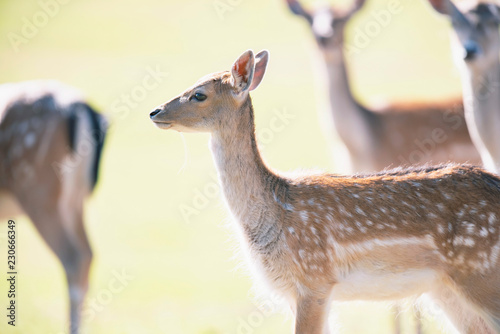 Fallow deer young in sunny meadow.