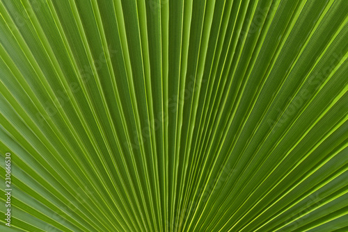 sheet of palm tree in closeup
