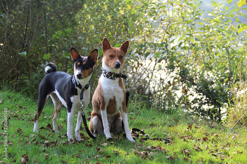 zweifarbiger und dreifarbiger basenji hund sitzend und stehend auf einer grasfläche in meppen emsland deutschland fotografiert im querformat