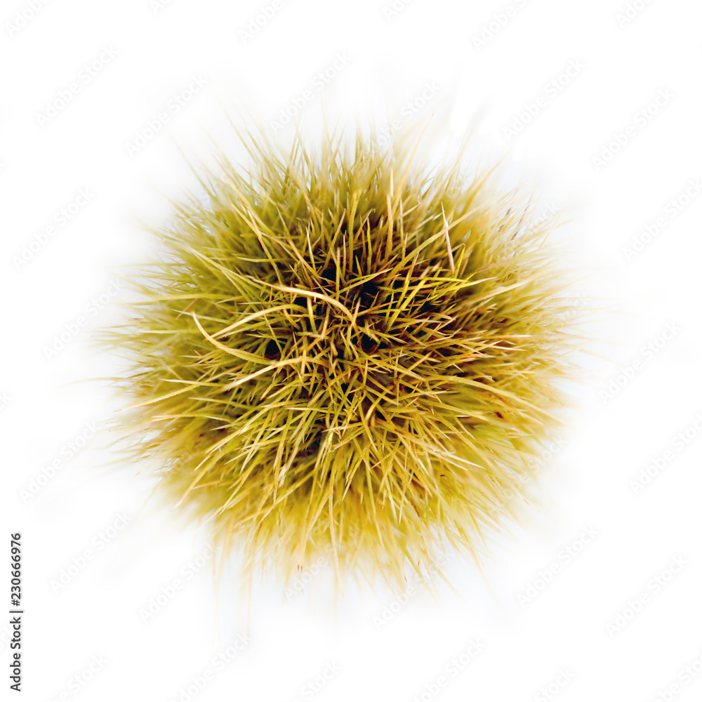 chestnut husk with sharp pricles isolated on white background chestnut husk with sharp pricles isolated on white background