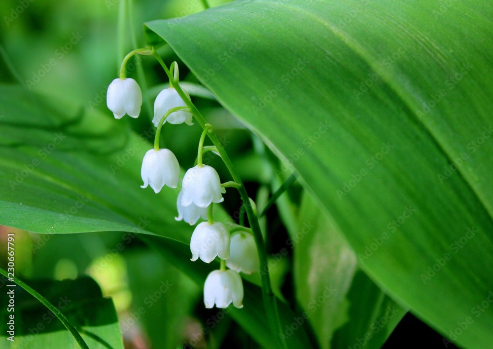 lily of the valley lily of the valley
