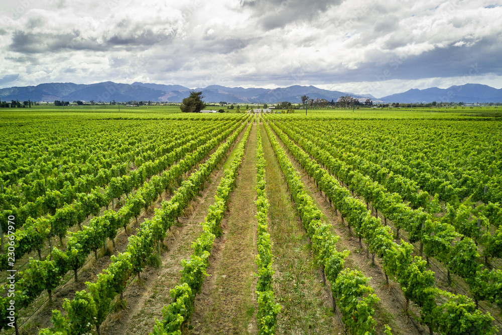 Scenic view of Marlborough wine destination in New Zealand