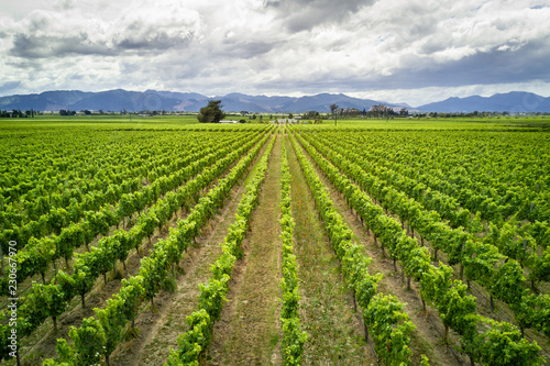 Scenic view of Marlborough wine destination in New Zealand photo
