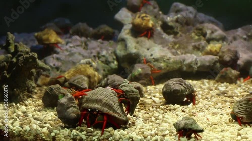 hermit crabs in a laboratory experimental tank, marine biology photo