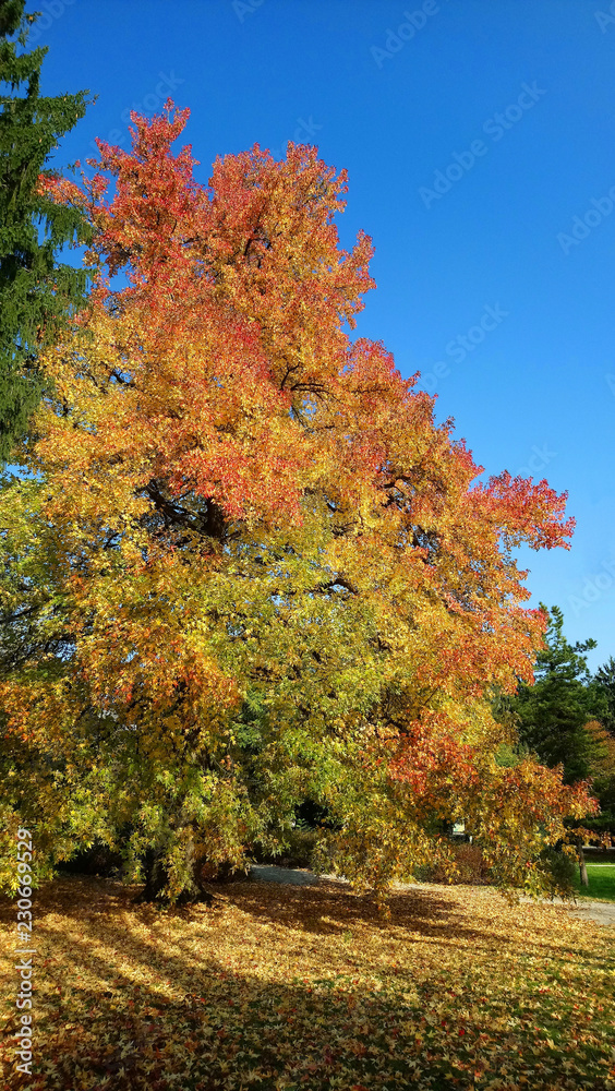 Naklejka premium red maple tree in autumn park