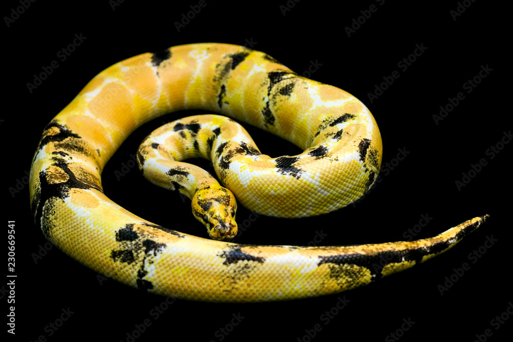 Black Ball Python Morph