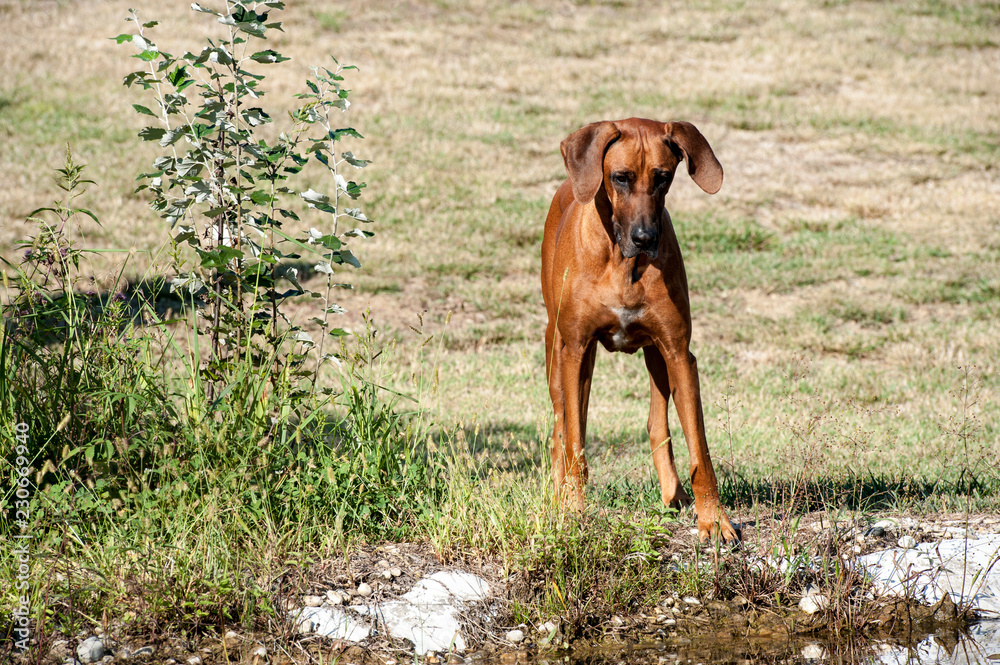 Rhodesian Ridgeback Male Portrait Rhodesian Ridgeback Male Portrait