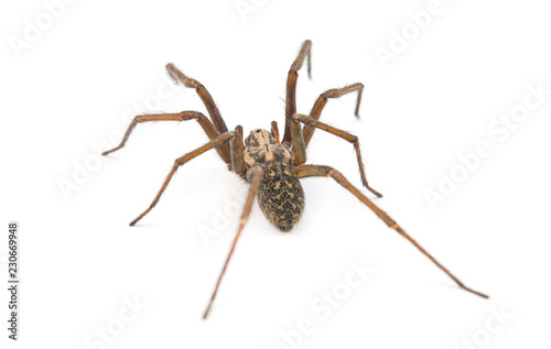 predatory spider