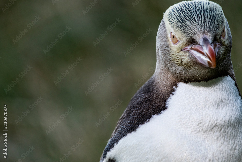 Fototapeta premium Yellow-eyed penguins are island endemic and are found in the southern regions of New Zealand.