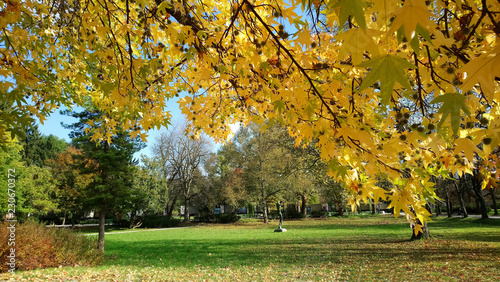maple tree in autumn park