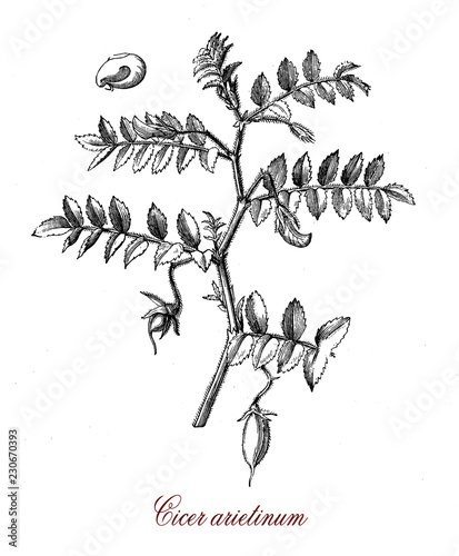 Vintage botanical engraving of chickpea, the seed are rich of protein and it is one of the oldest legumes cultivated from antiquity