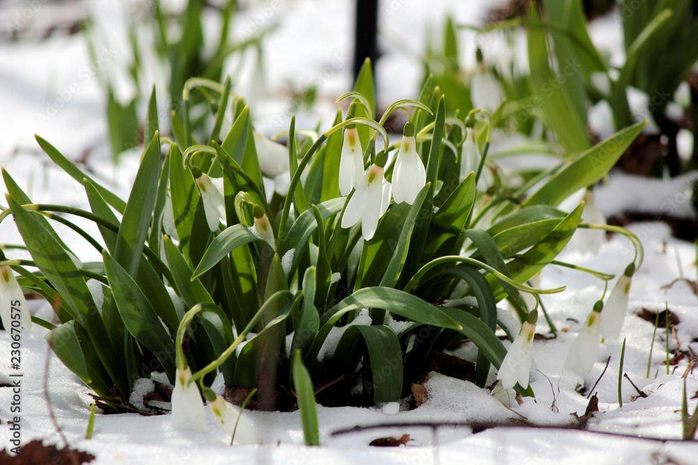custom made wallpaper toronto digitalFlowers Snowdrops in the snow
