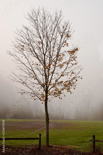 A lone, almost bare tree in the fall with a foggy background and a wooden fence next to it. Shot in Frick Park, Pittsburgh, Pennsylvania, USA photo