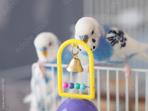 セキセイインコ　興味津々