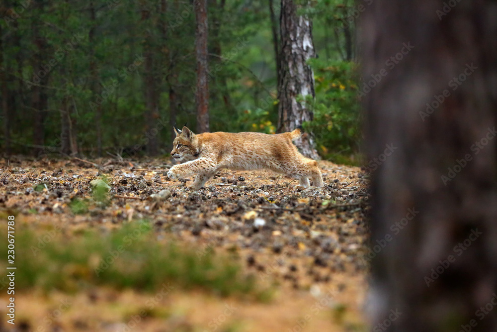 The Eurasian lynx (Lynx lynx), also known as the European lynx or ...