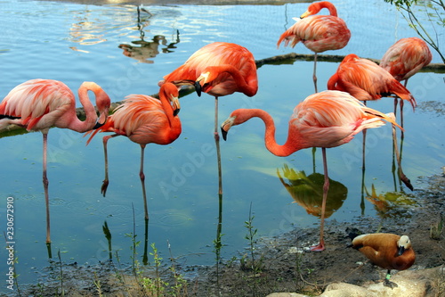 Beautiful flamingos of red color