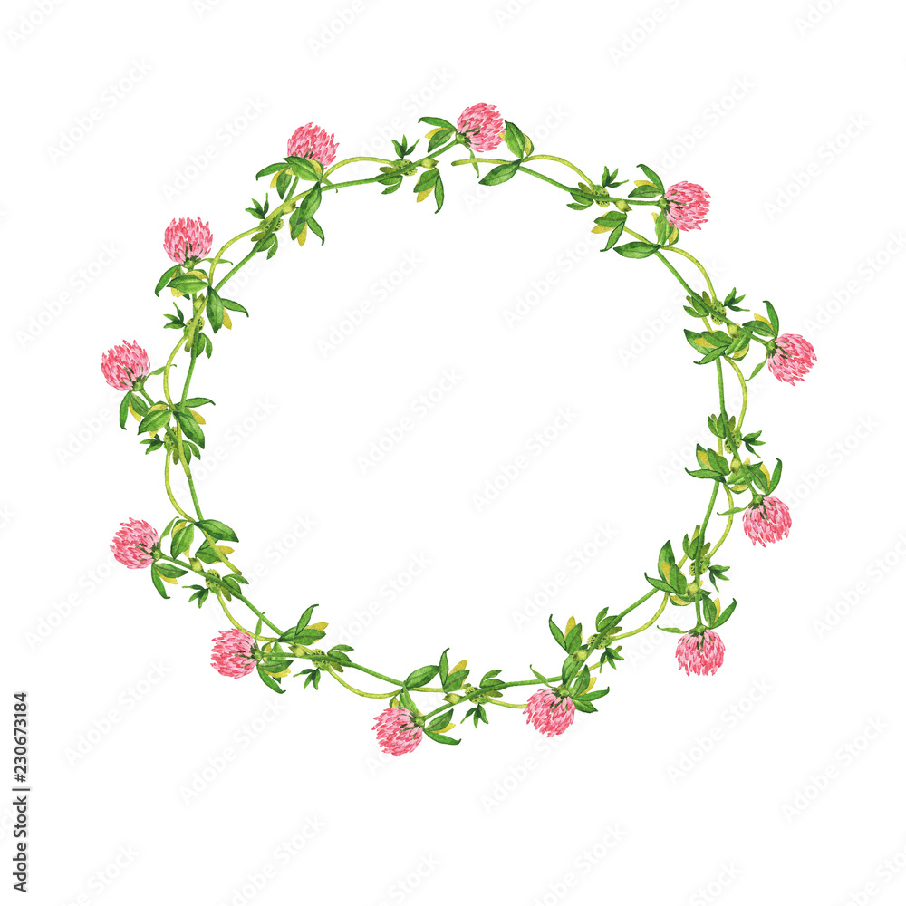 Summer clover flowers and fresh leaves frame isolated on white background. Hand drawn watercolor illustration.